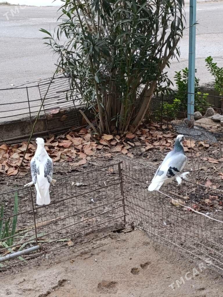 kepdery - 11 mkr - img 1