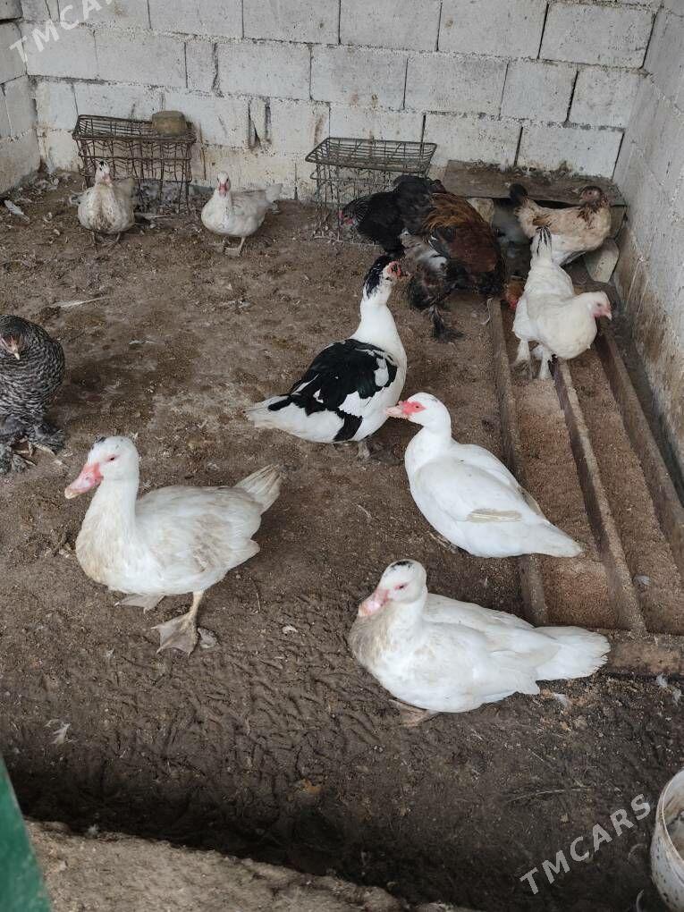 indautga - Aşgabat - img 1