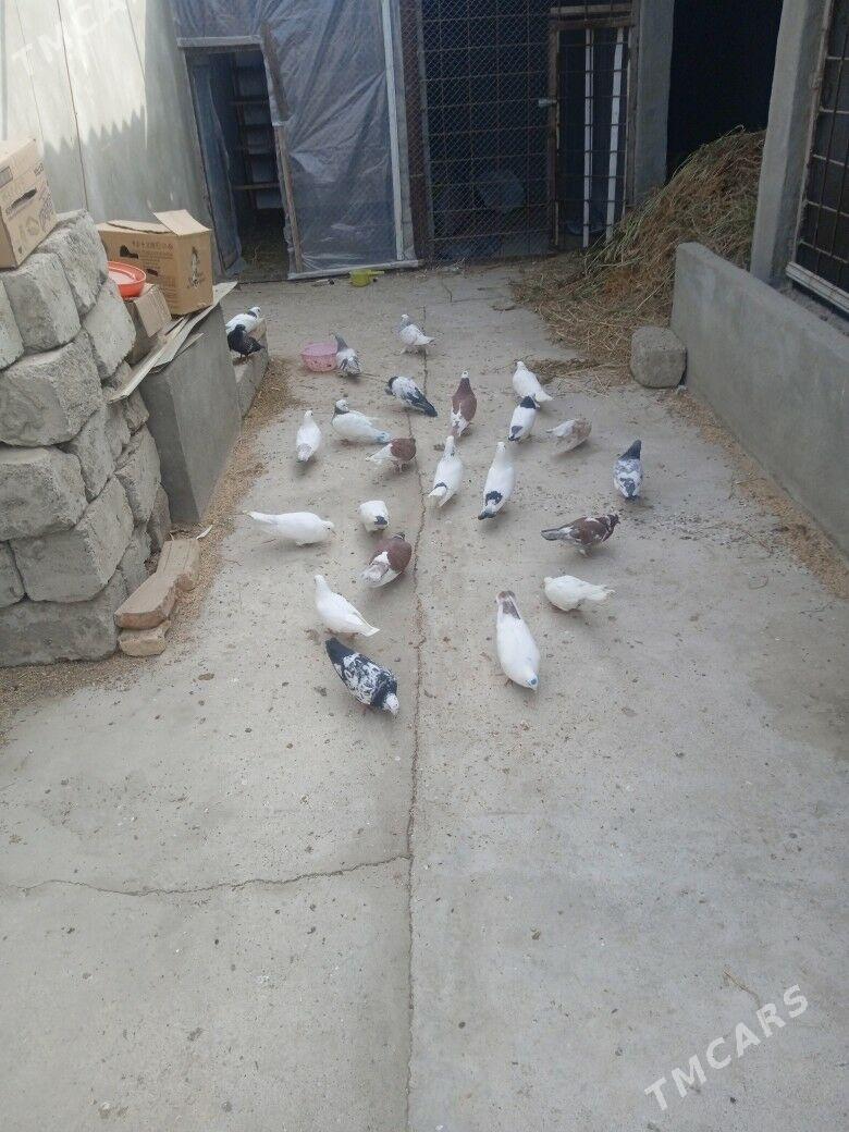 kepderi - Gökdepe - img 1