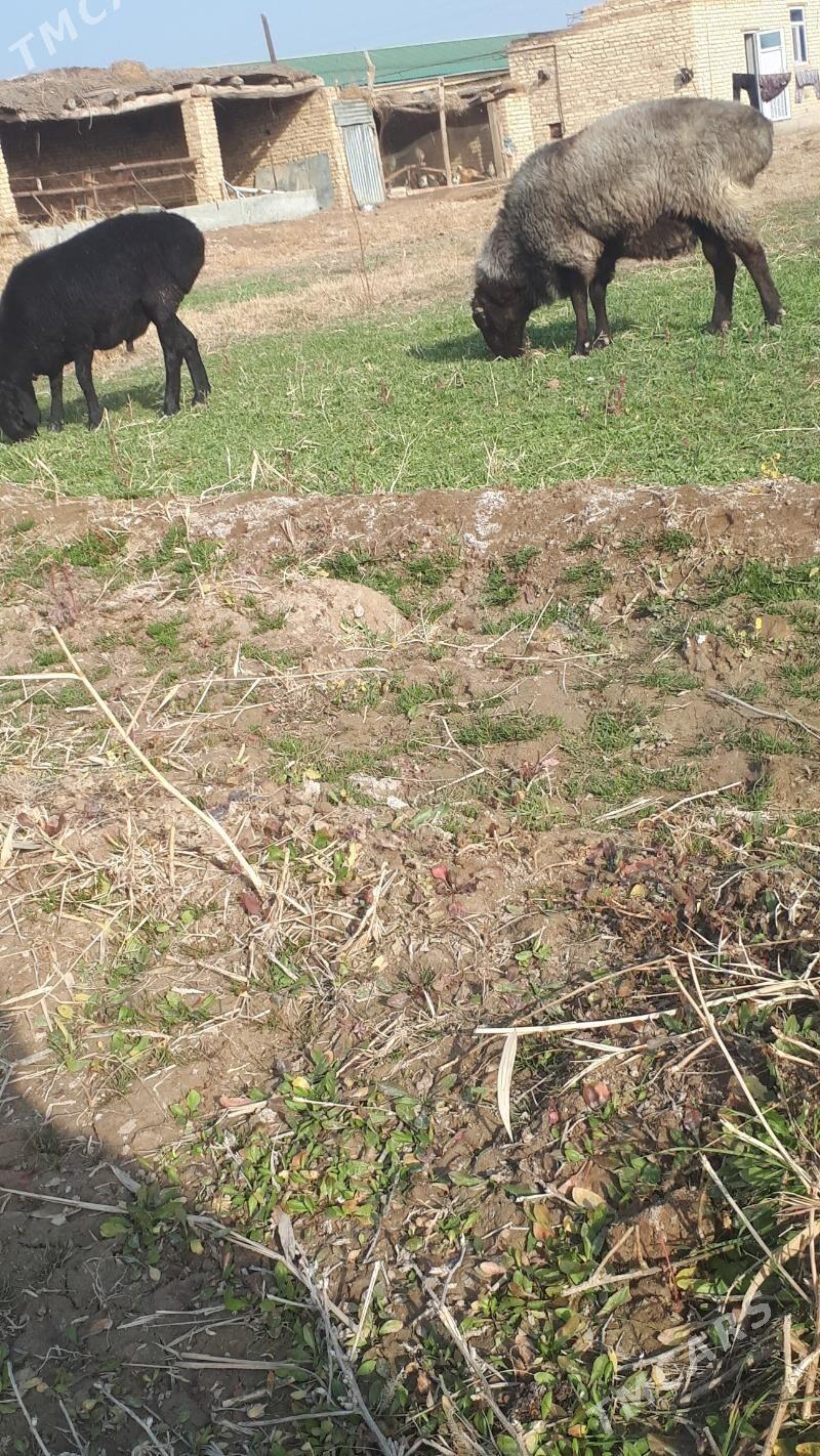 kockar - Dänew - img 1