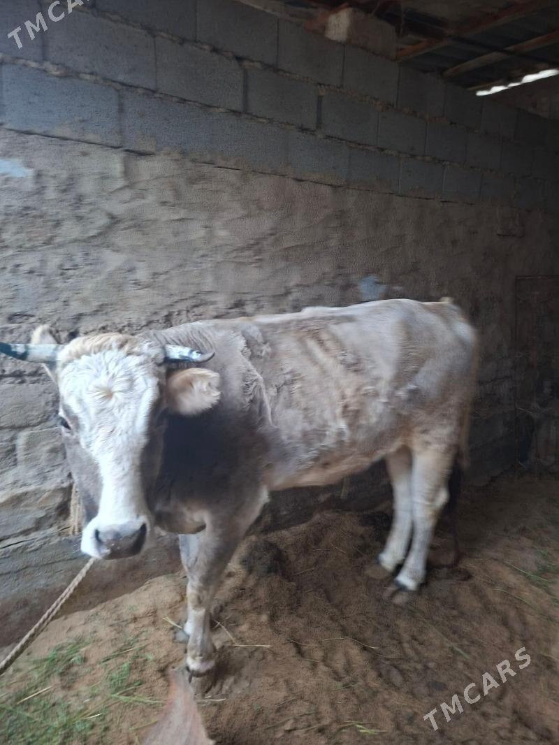 Sygyr - Ашхабад - img 1