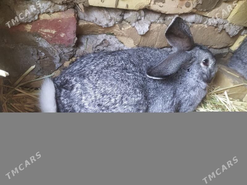 Towşan pol welikan - Дянев - img 1