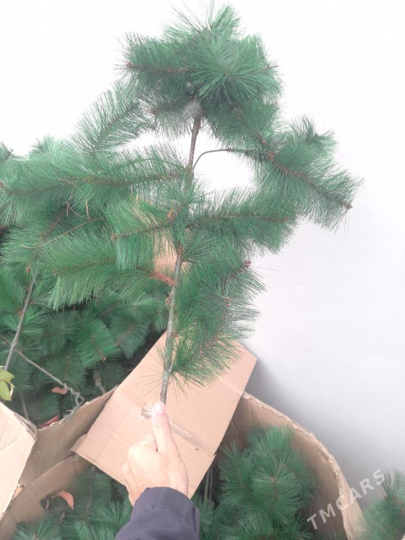 Yolkan wetkalary - Бекреве - img 1