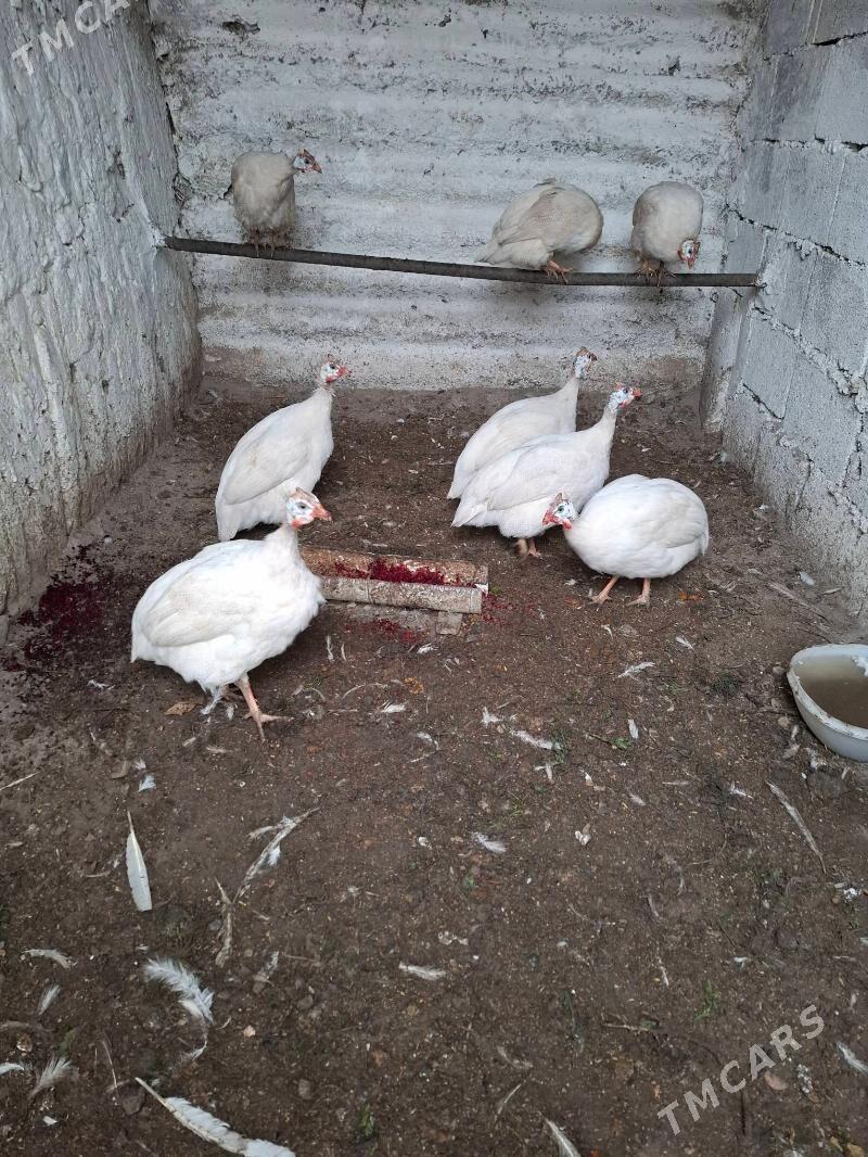 Susarka Käkilik - Bagyr - img 1