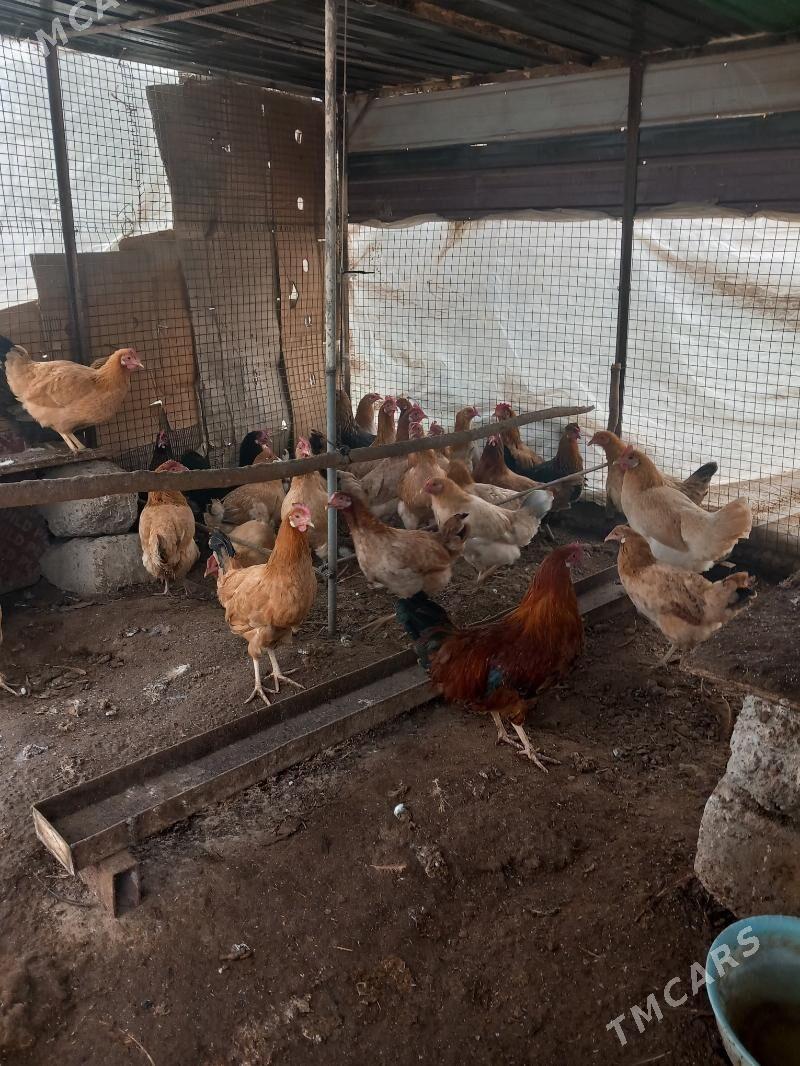 Yaşajyk Towuk - Aşgabat - img 1