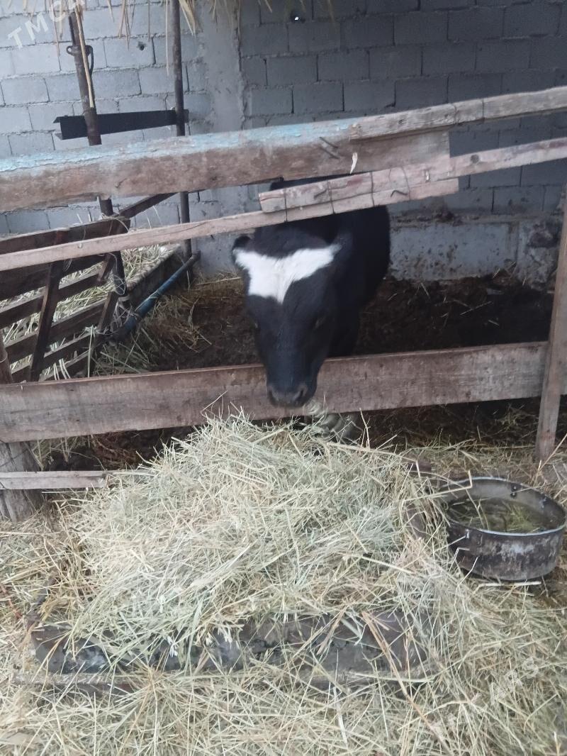 GÖLE - Гёкдепе - img 1