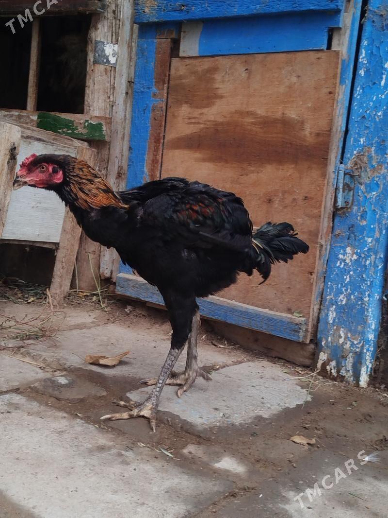 Taşkent - Arzuw - img 1