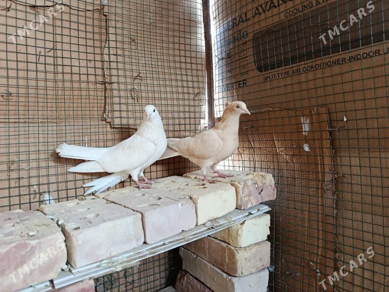 𝚔𝚎𝚙𝚍𝚎𝚛𝚒 ️️ - Garagum etraby - img 1