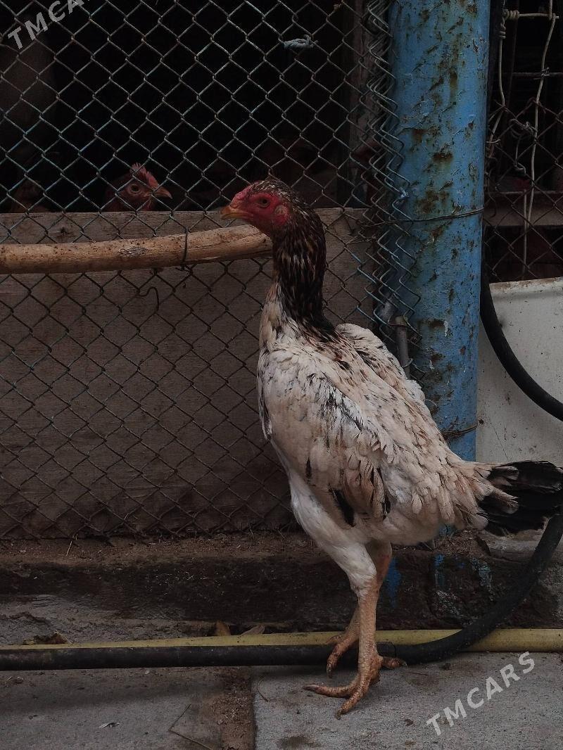 Towuk - Arzuw - img 1