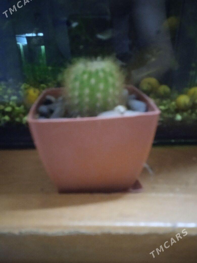 кактусы - Мир 3 - img 1