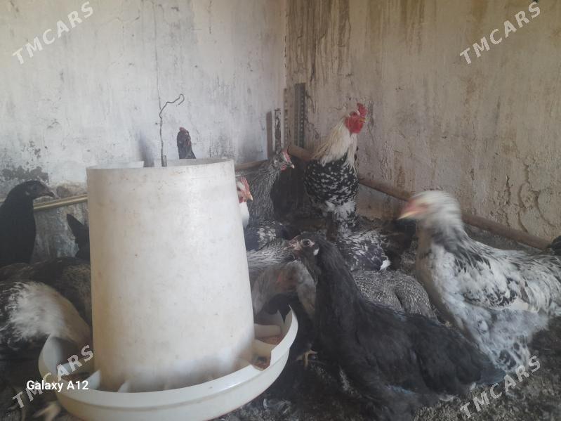 Brama towuk - Gypjak - img 1