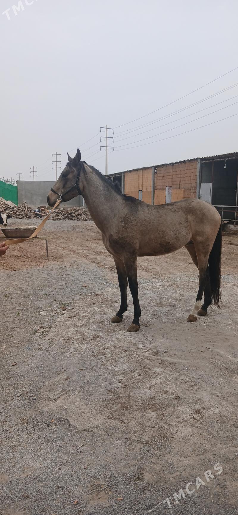 At - Ашхабад - img 1