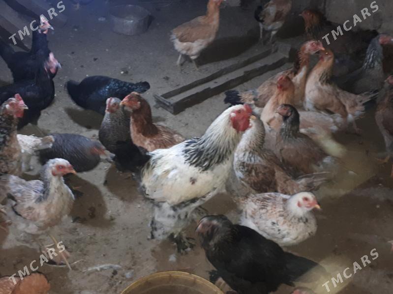 Towuk - Gumdag - img 1