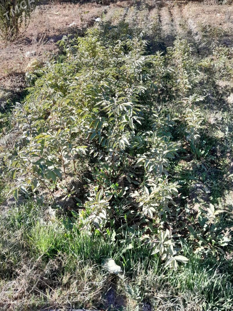 Hurma agajy - Гёкдепе - img 1