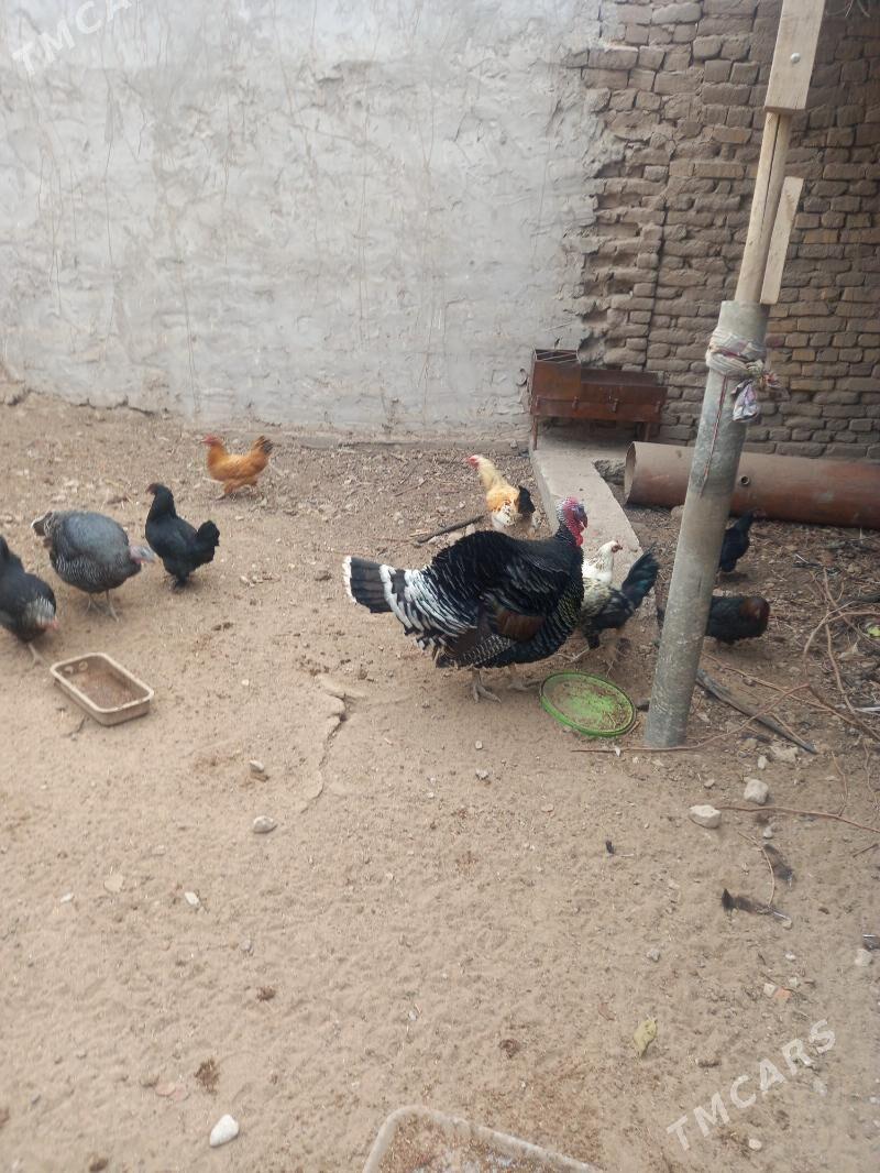 towuklar , induklar - Daşoguz - img 1