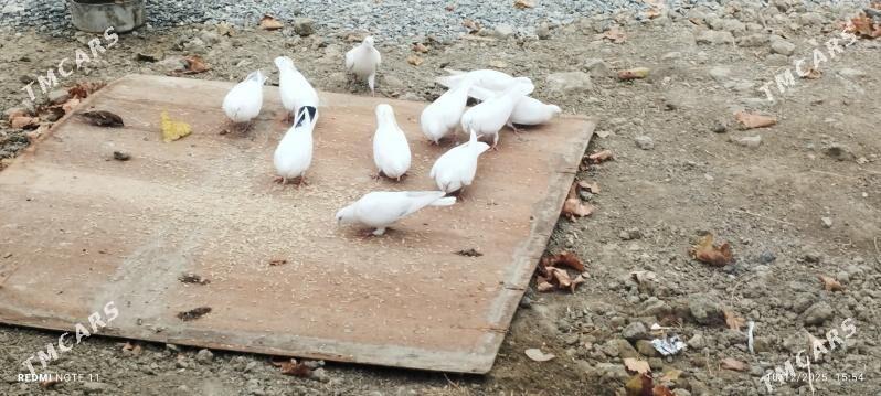 kepderi - Bäherden - img 1