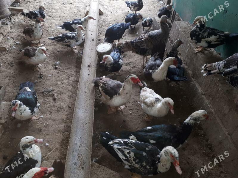 Òrdek - Gumdag - img 1