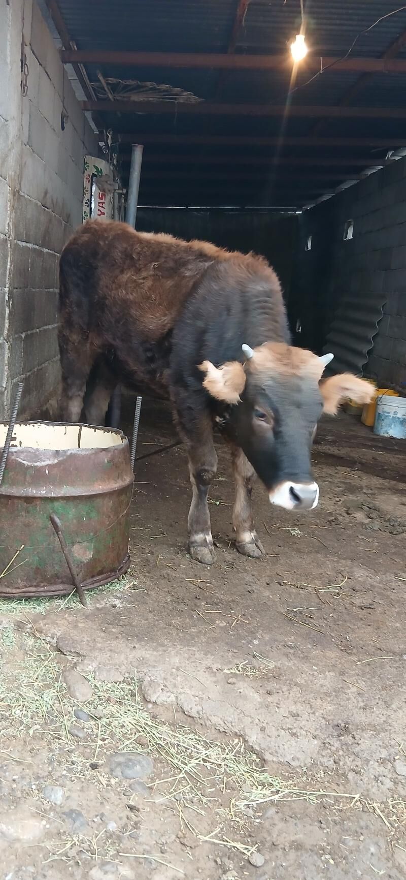 tuwe - Büzmeýin - img 1