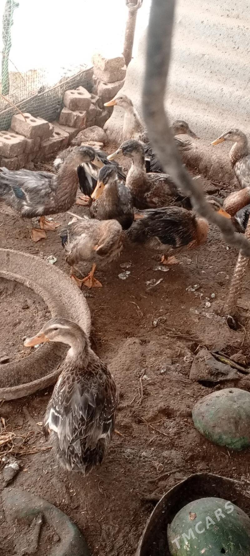 ordek yasyl bas - Sakarçäge - img 1