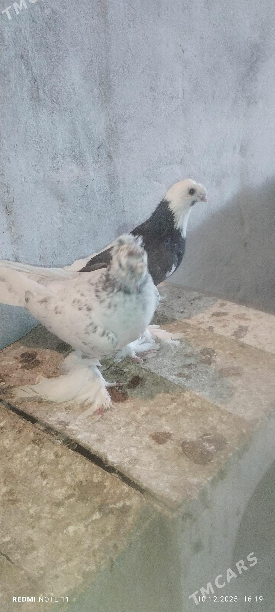 Kepderi - Murgap - img 1