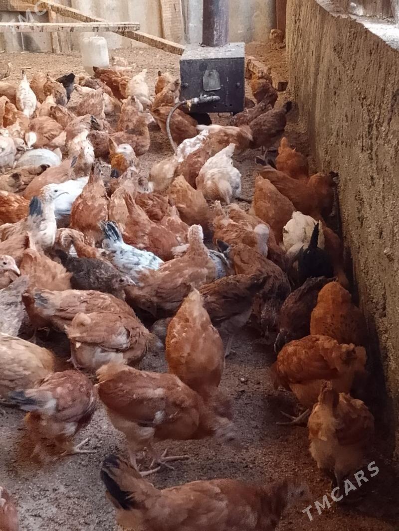 towuk juje - Бахарден - img 1