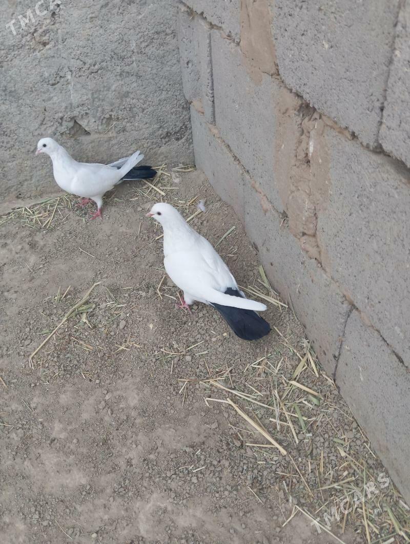 kepderi - Гызыларбат - img 1