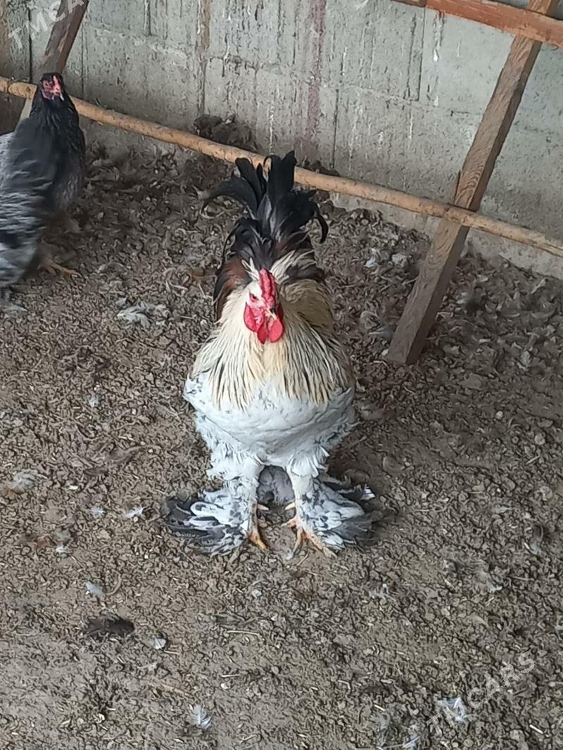 Towuk - Magtymguly - img 1