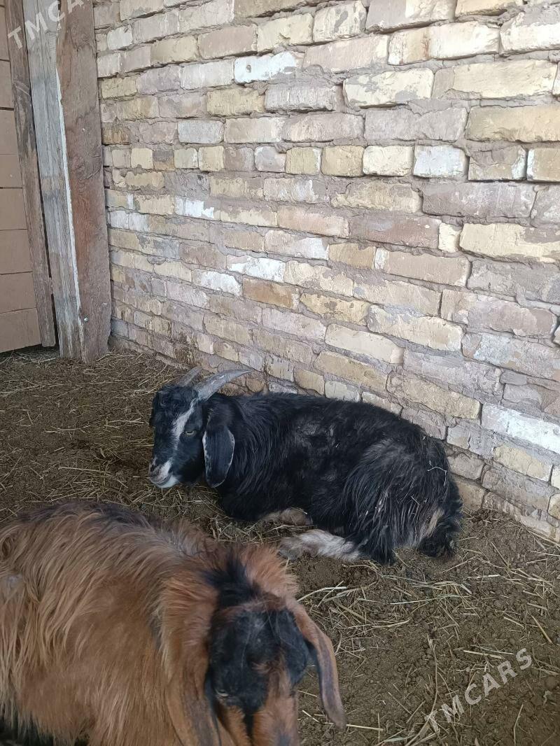 çewiş ikisem erkek - Çärjew - img 1