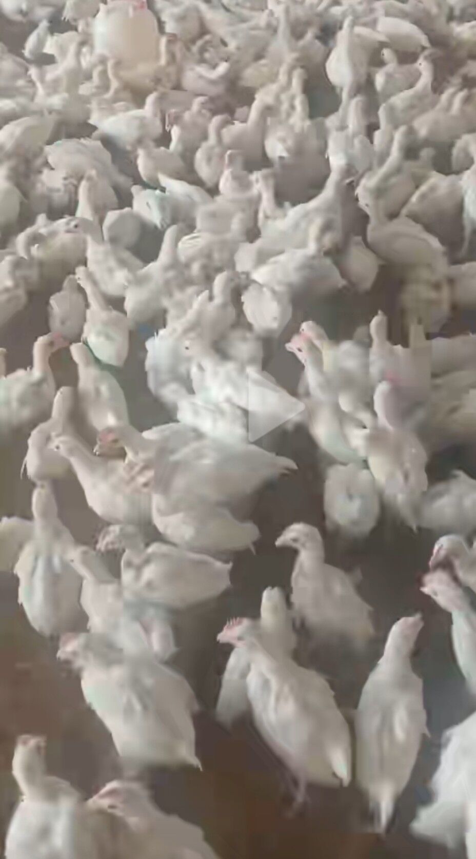 JÜYJE - Büzmeýin - img 1