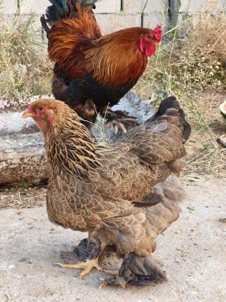 HORAZ TOWUK ХОРАЗ ТОВУК - Aşgabat - img 1