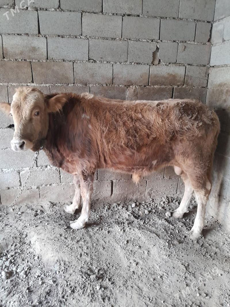 okuz - Теджен - img 1