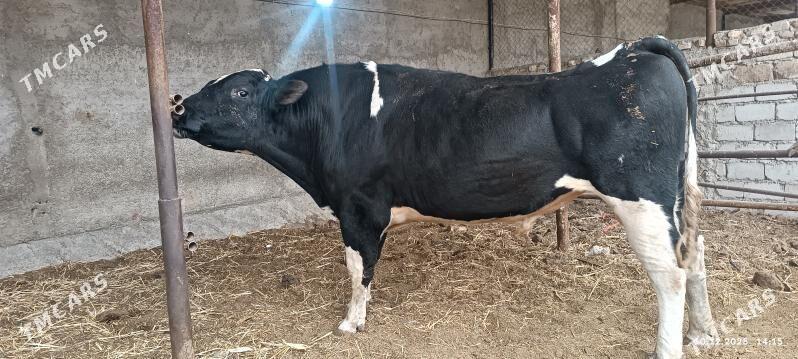 howur okuzler - Ýaşlyk - img 1