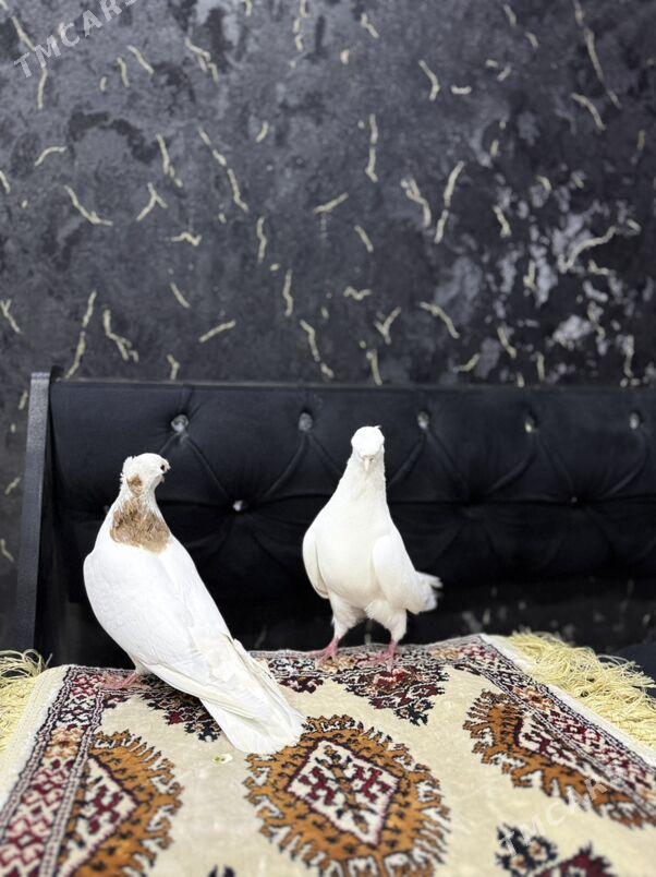 кепдер - Aşgabat - img 1