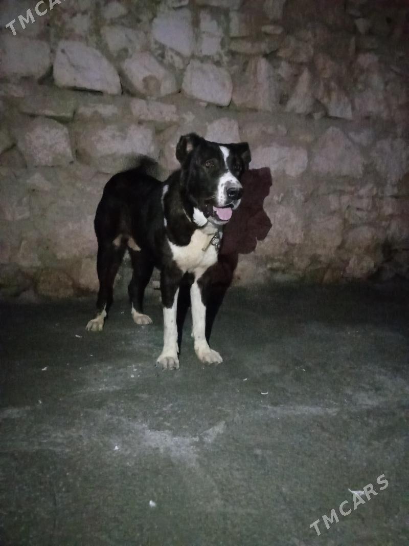 Türkmen gujuk - Гызыларбат - img 1