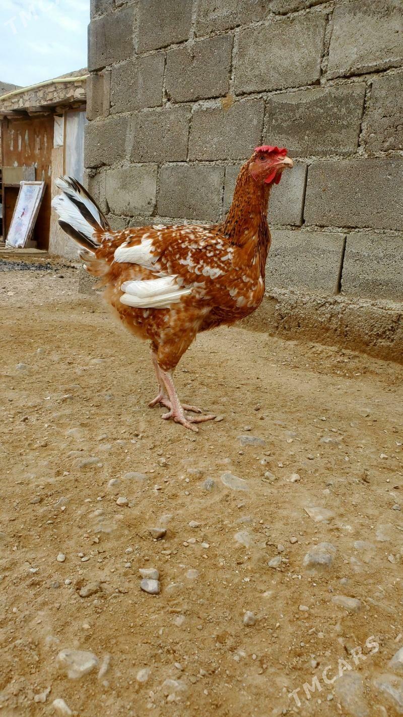 Armiyan towuk - Балканабат - img 1