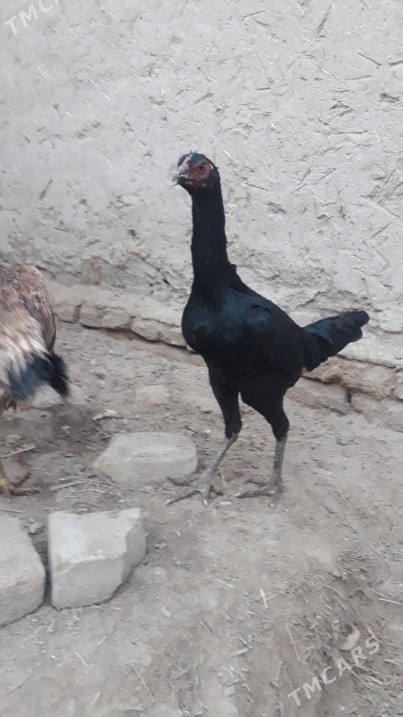 towuk - Görogly (Tagta) - img 1