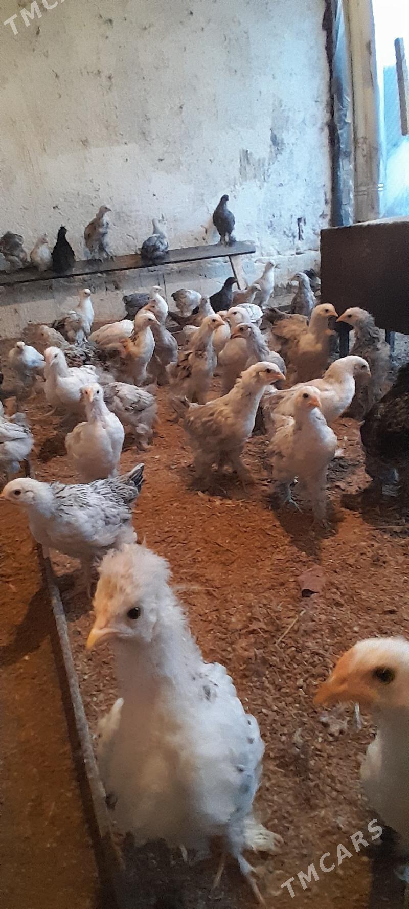 jüje - Bagyr - img 1