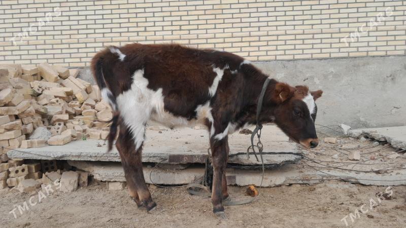 Tüwe - Гызыларбат - img 1