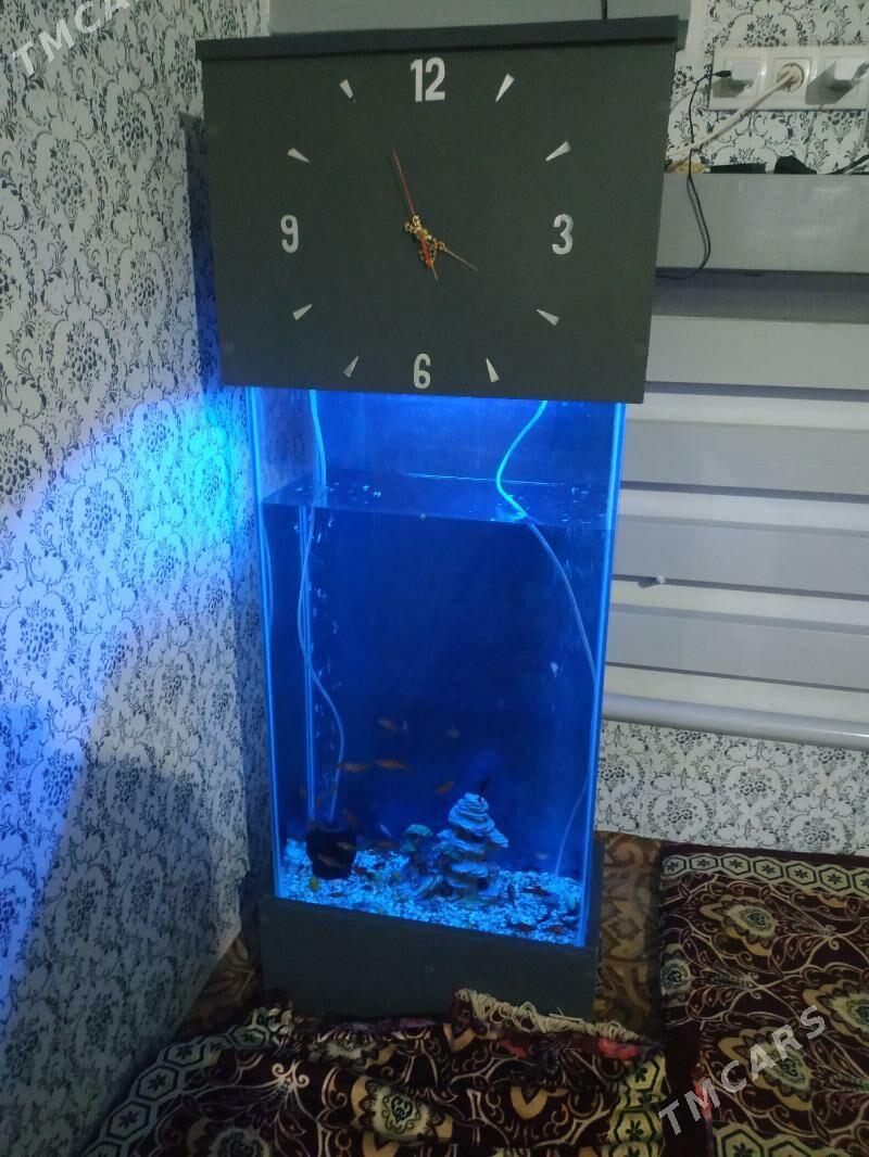 akvarim - Daşoguz - img 1