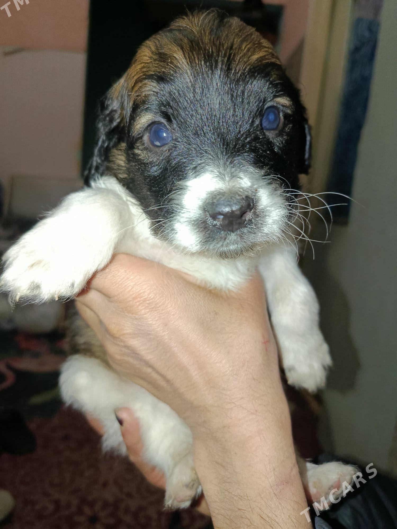 собака - Ашхабад - img 1