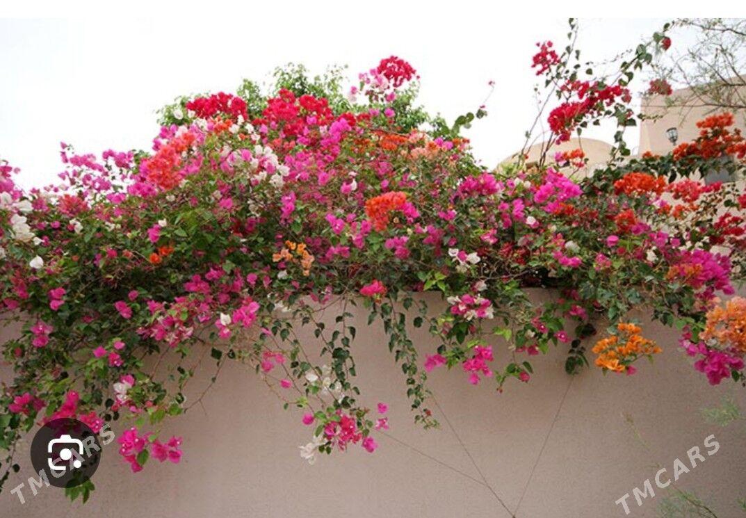 Begonvil gul nahaly - Arkadag - img 1