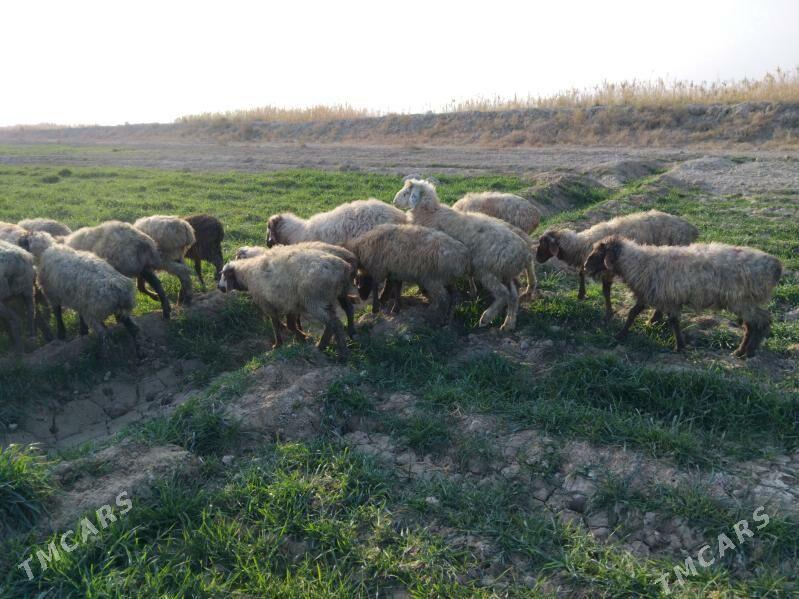 Goyun Geci - Гызыларбат - img 1