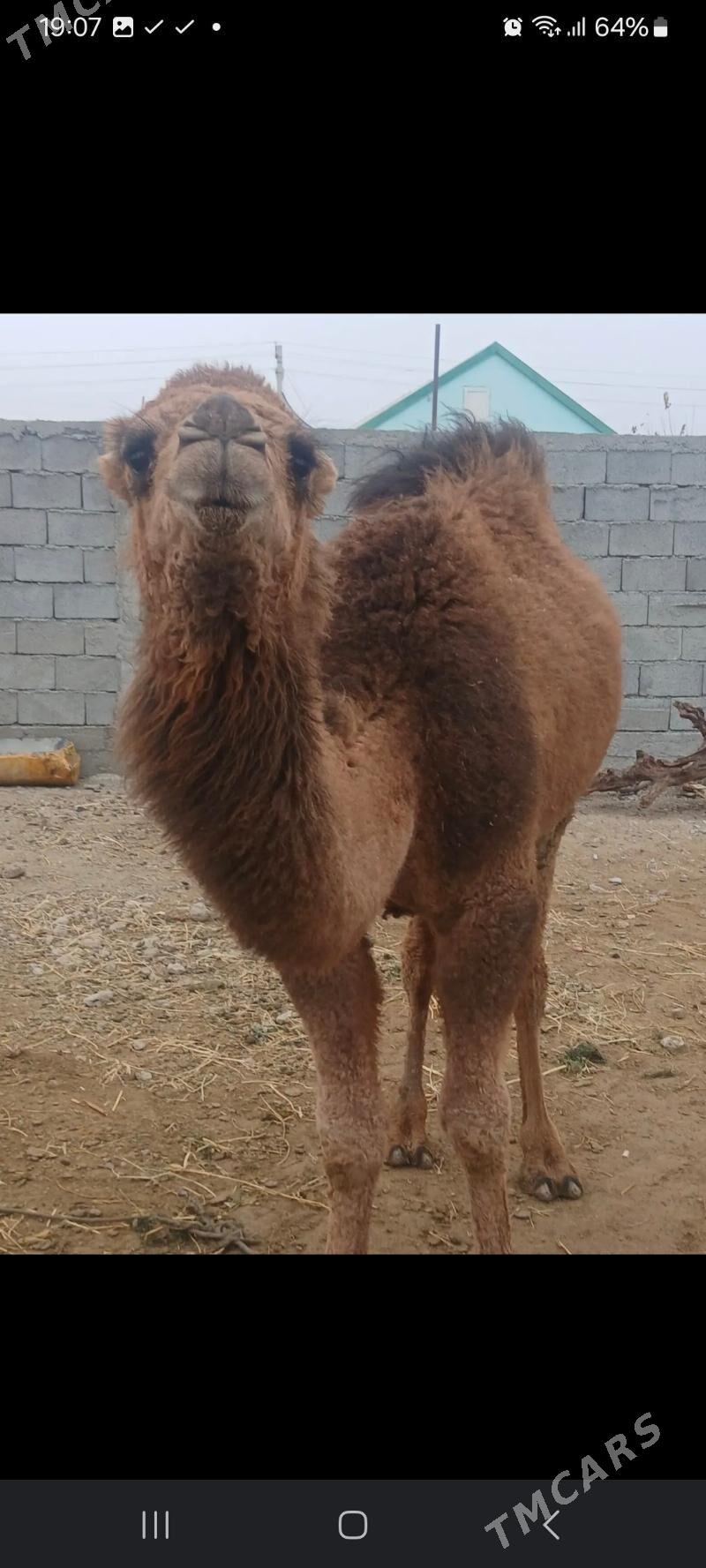 duye ogsyk - Ak bugdaý etraby - img 1