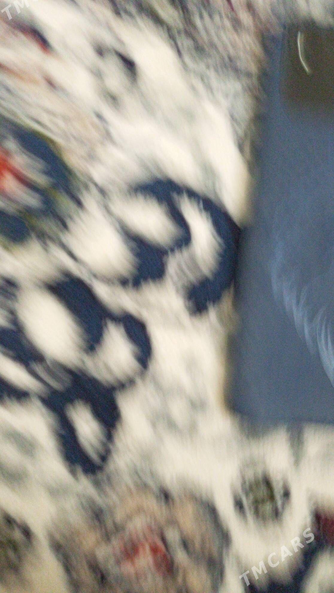 Redmi10a - Gyzylarbat - img 1