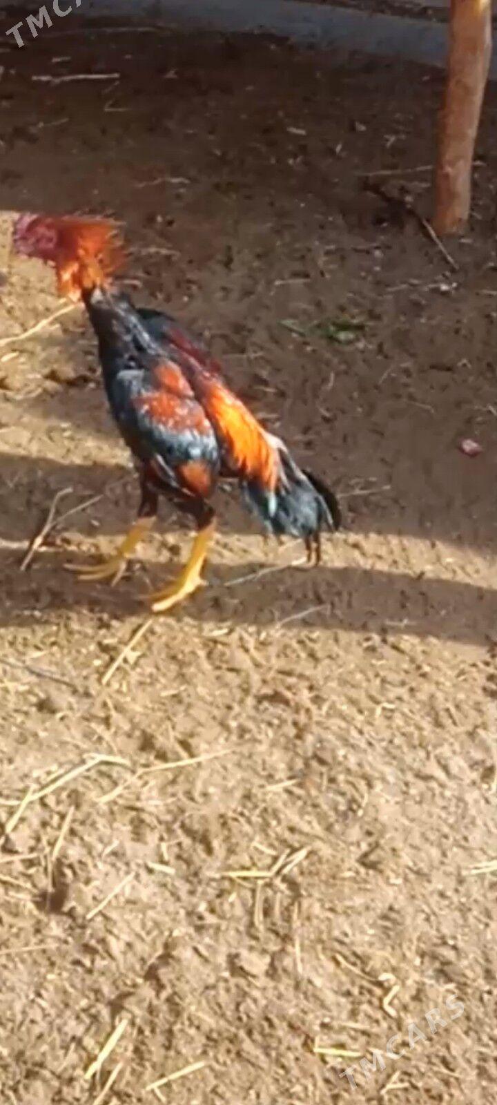 baysy juje - Farap - img 1