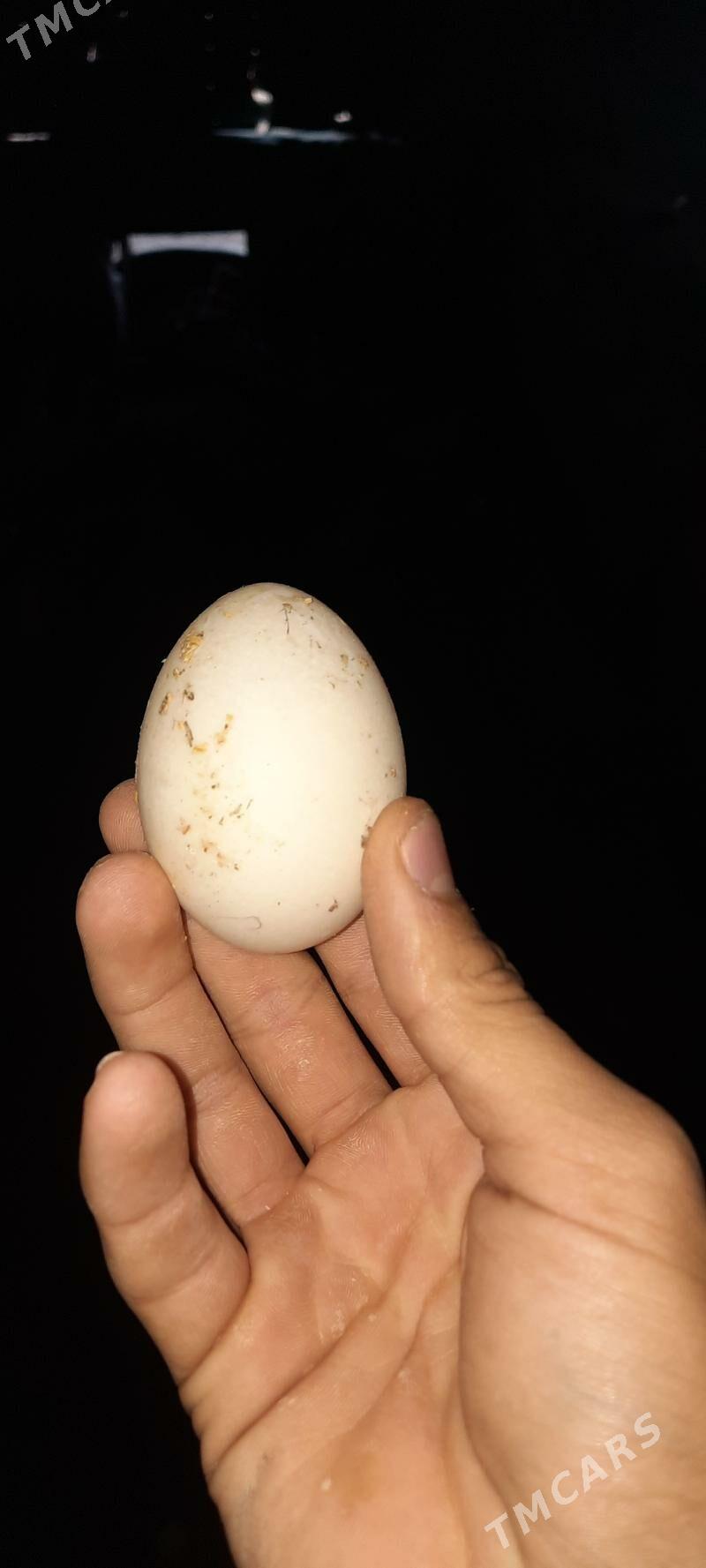 ördek yumurtga - Çärjew - img 1