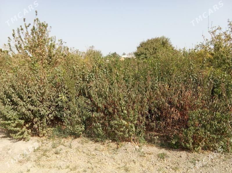 miweli sapma baglar görnüşler - Baýramaly - img 1