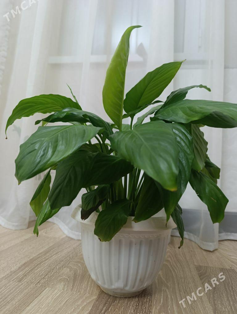 Цветок, gul - Ашхабад - img 1