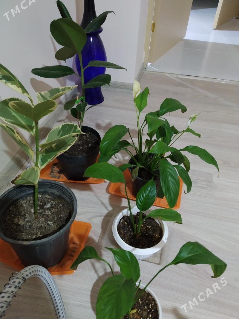 otag gülleri - Gökdepe - img 1