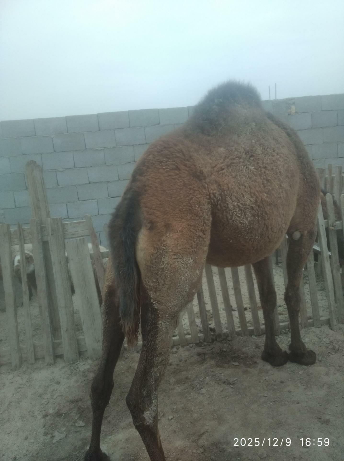 satlyk duye - Балканабат - img 1